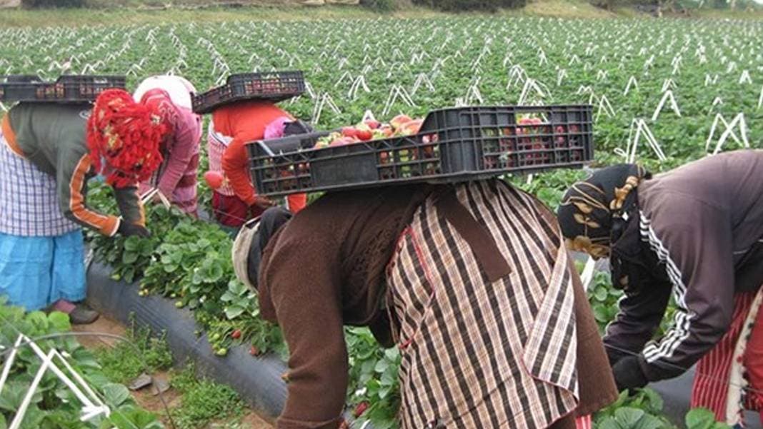 Sözleşmeli tarım kadın çiftçilerin üretimdeki payını nasıl artırdı?