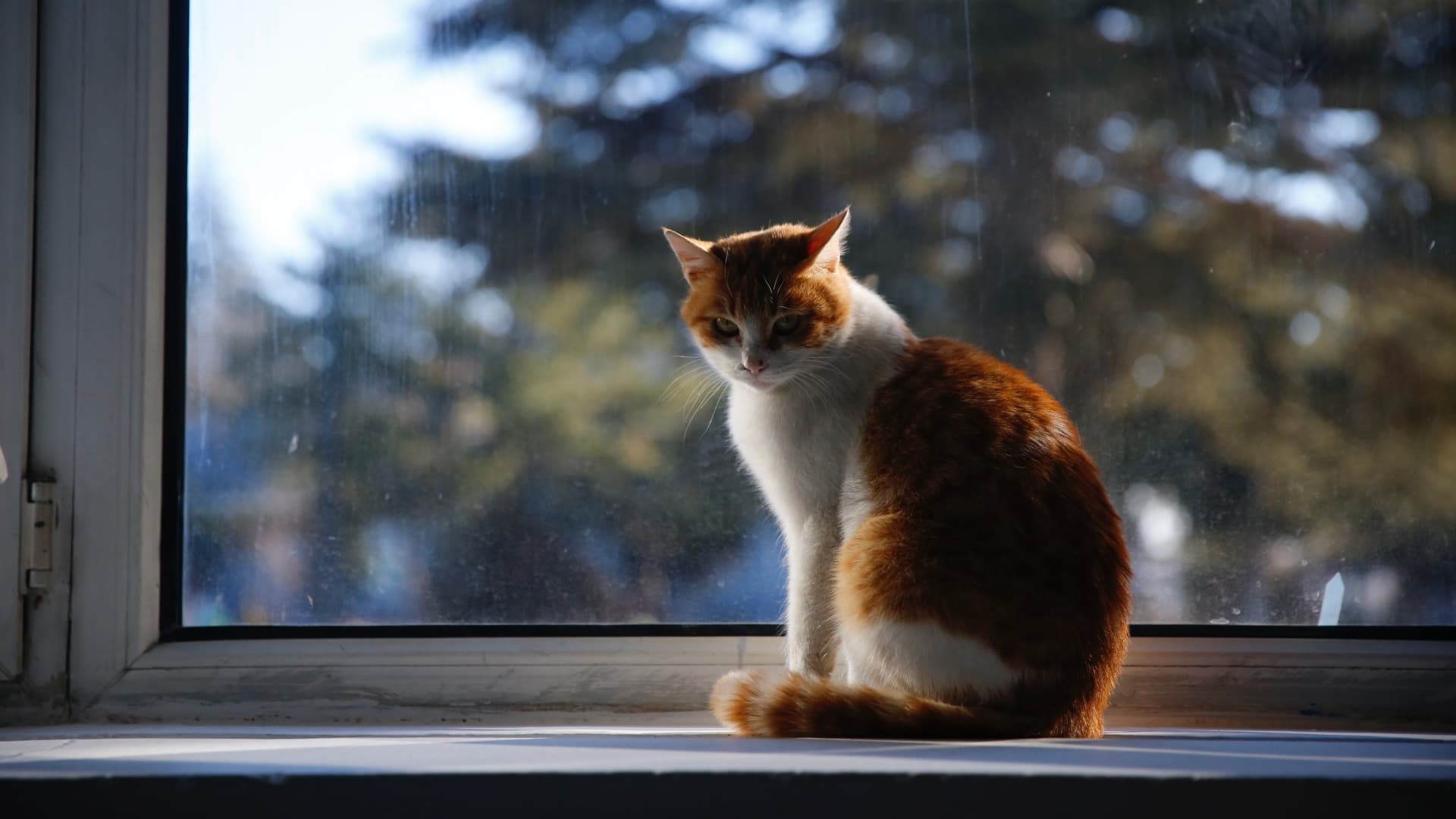 Kedi tüyü kavgası! 2 yaralı