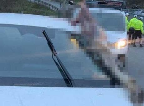 İstanbul'da dehşete düşüren kaza: Atın kopan bacağı otomobile saplandı