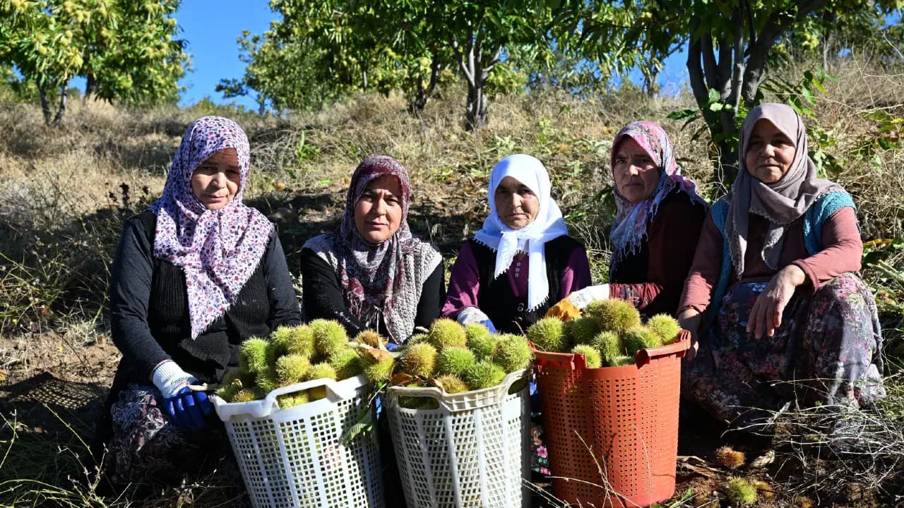 1.200 metre yüksekte yetişiyor! Dağdan topladıkları otlarla kuyuya gömüyorlar...