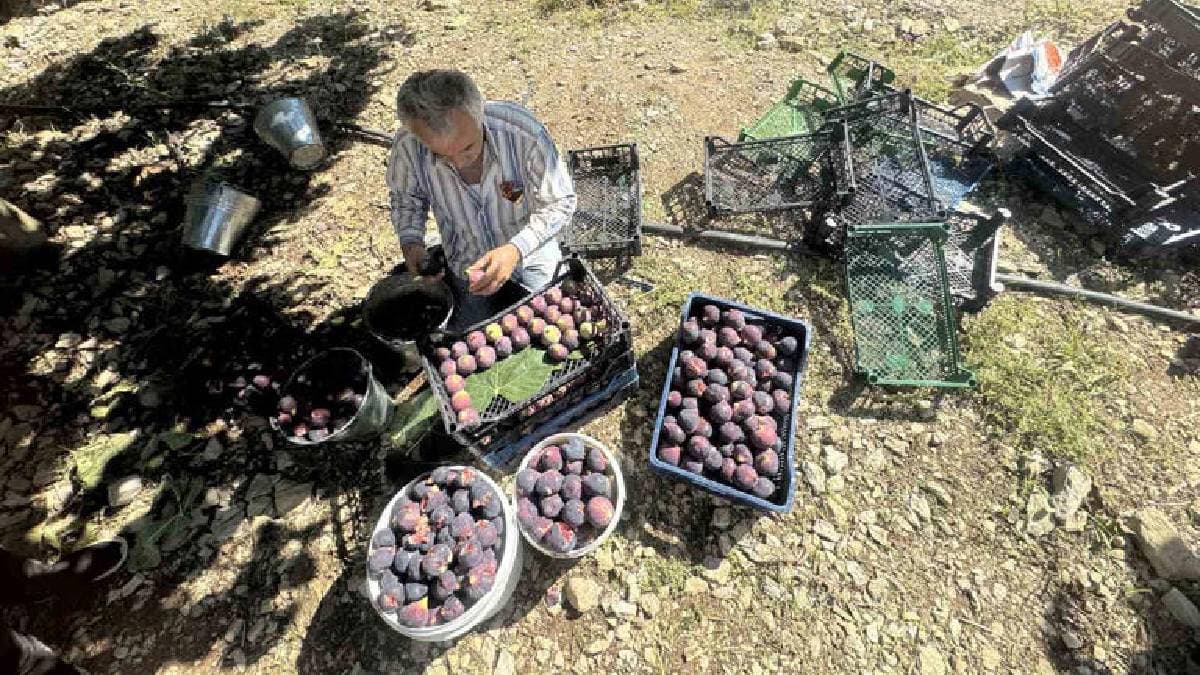 15 tonluk rekolte 1 tona düştü! Antalya’da hasat büyük kayıpla bitti