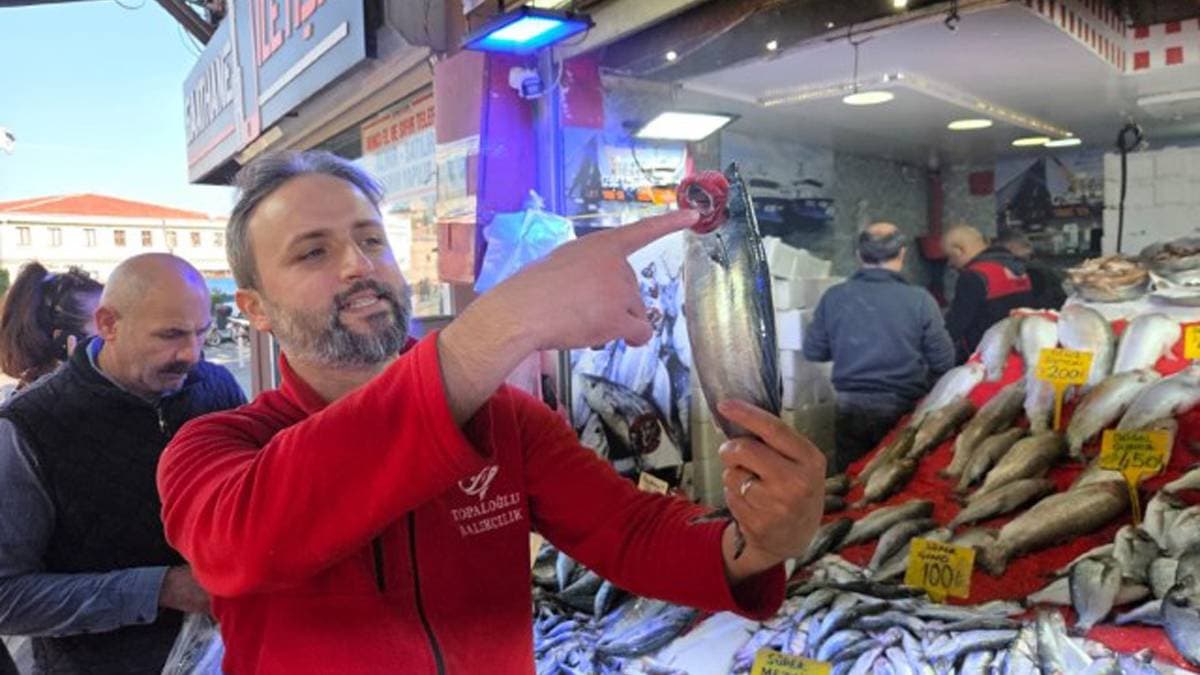 Karadeniz'de tarihi palamut istilası! Balıkçılar alarmda: "Denizde hiçbir şey bırakmadı, acilen tutulmalı"