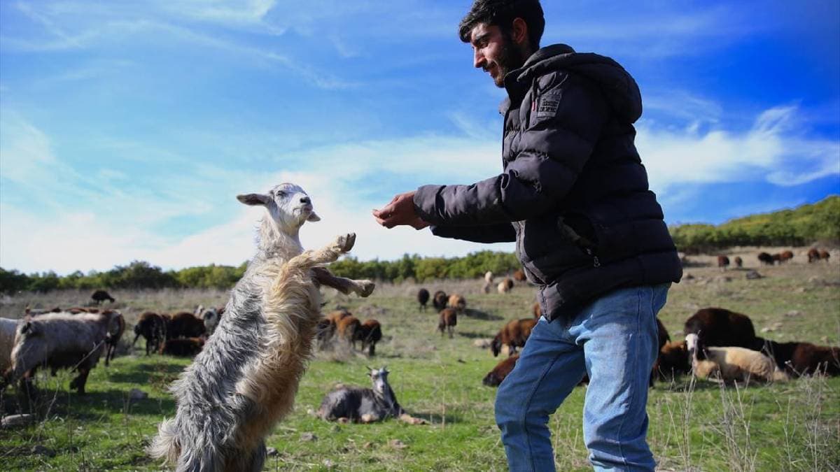 Yağmur, soğuk, kurt ve ayı dinlemiyorlar! Bingöl’de 2.400 rakımdan dönüş başladı