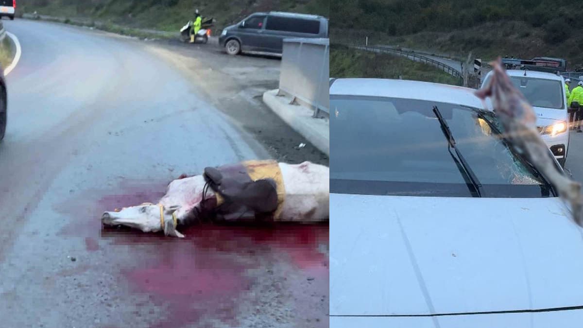 Arnavutköy'de feci kaza! Atın bacağı otomobile saplandı