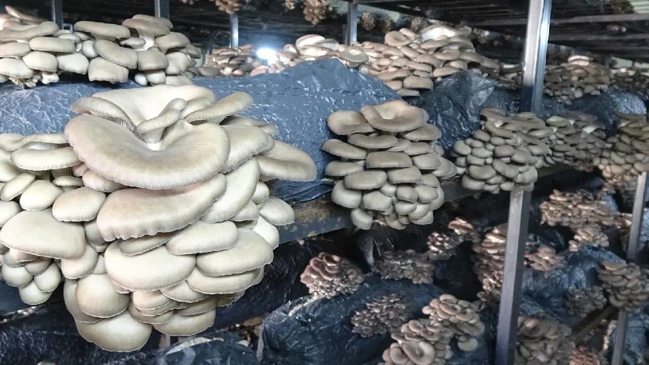 Hurdacıdan topladıkları sepetler ile başladılar, kendi tohumlarını ürettiler: Şimdi 20 metrekarelik depoya sığmıyorlar