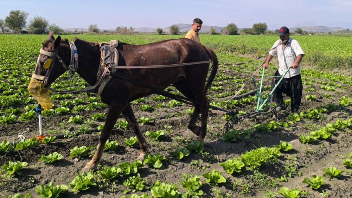 Mazot maliyeti arttı, çiftçi tarlada ata yöneldi