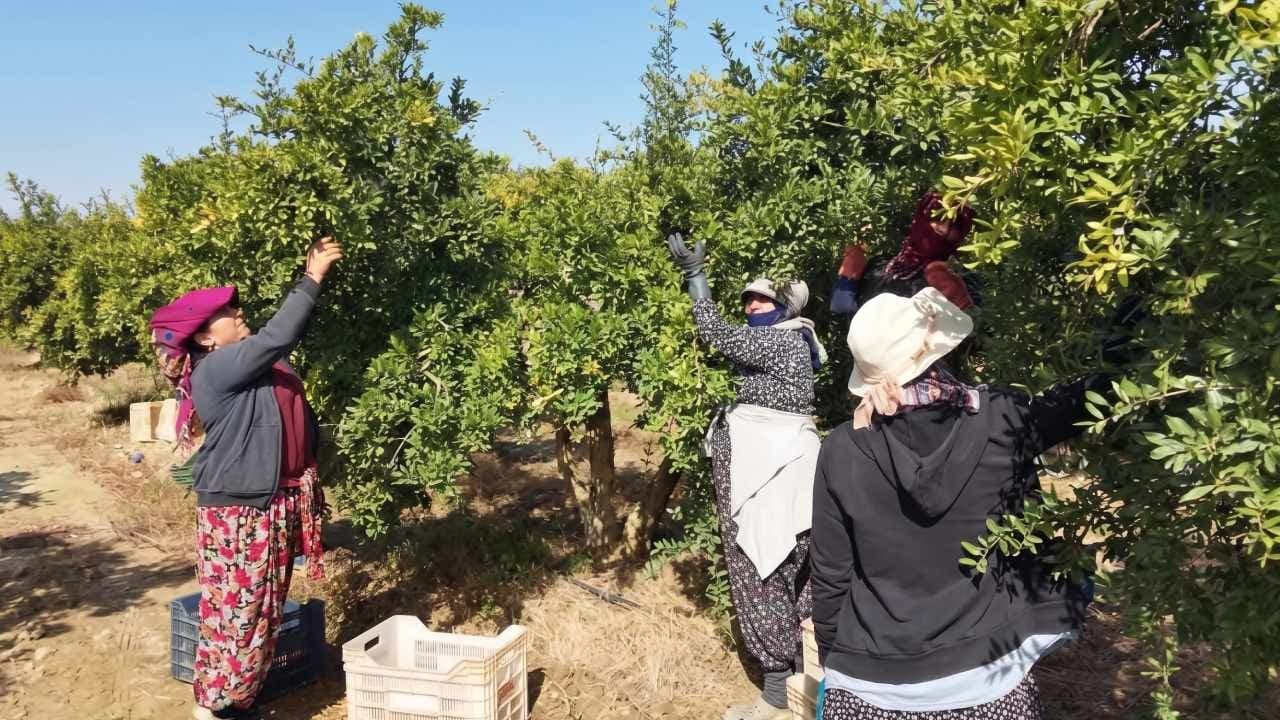 Selçuk’ta hicaz narında hasat ve ihracat sezonu başladı