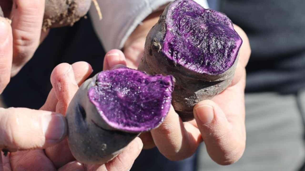 Zenginlerin şifa deposunda hasat başladı: Mahsul topraktan fışkırdı